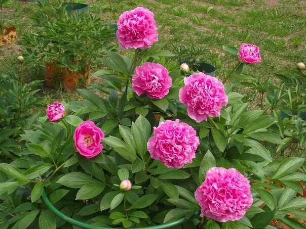 Пион корнейшн букет описание фото Пион carnation bouquet