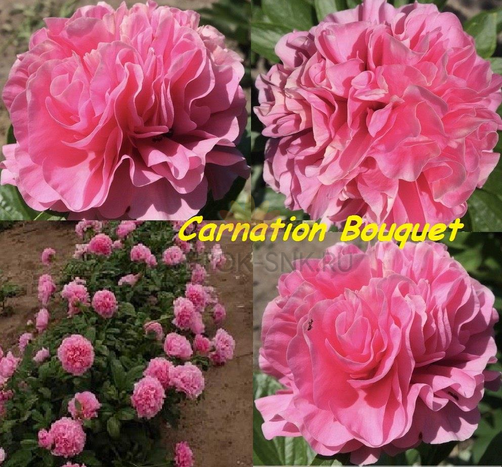 Пион корнейшн букет описание фото Продам коллекционный пион Carnation Bouquet - обсуждение (33976892) на форуме nn