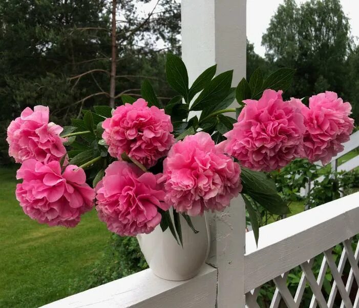 Пион корнейшн букет описание фото Фото-Дусена-Carnation Bouquet
