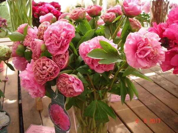 Пион корнейшн букет описание фото 824) Пион Корнейшен Букет Carnation Bouque Цена: 2100 руб Тара: горшок, почек 5.