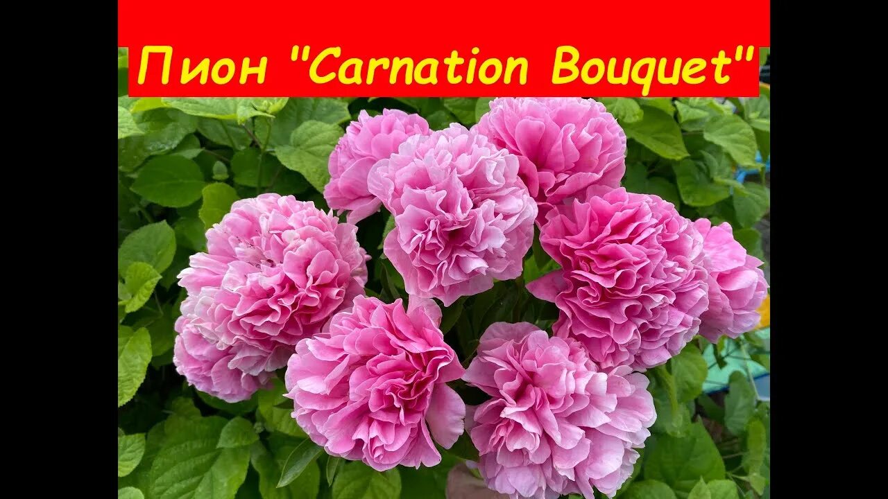 Пион корнейшн букет описание фото Пион "Carnation Bouquet" (карнейшн букет или гвоздичный букет) Peony Carnation B