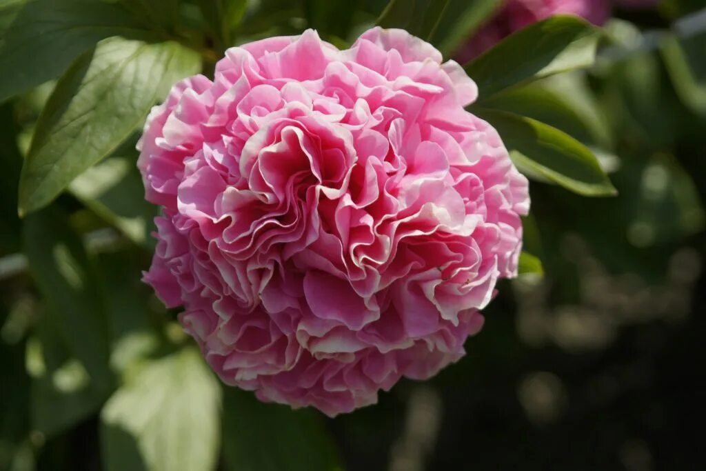 Пион корнейшн букет описание фото Carnation Bouquet купить, отзывы, фото, доставка - Совместные покупки sp-vestnik