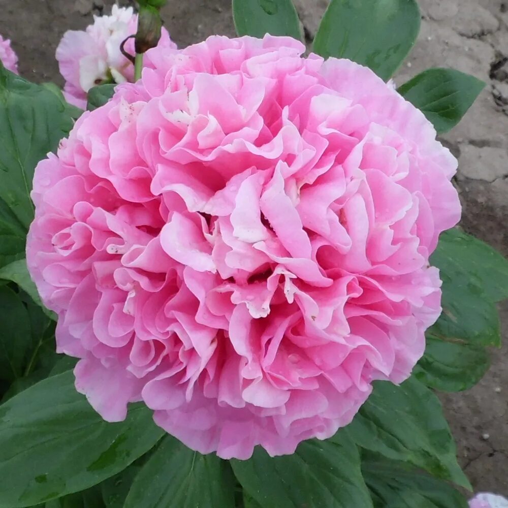 Пион корнейшн букет описание фото Пион Карнасьон Букет 'Carnation Bouquet' - Цветочный дворик