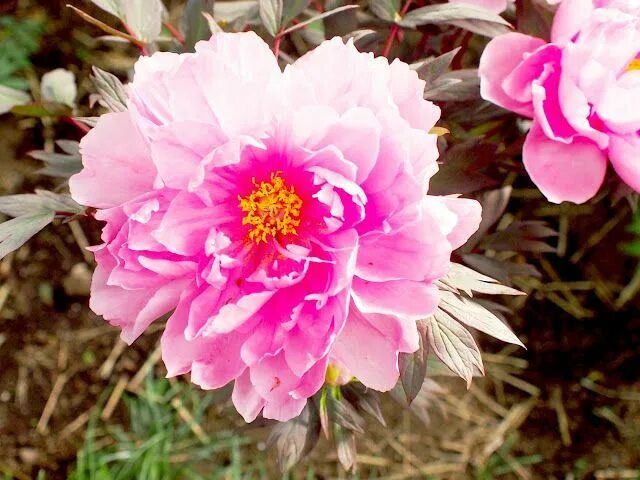 Пион король цветов фото Good morning, Mori girl Peonies Peonies, Flowers, Plum blossom