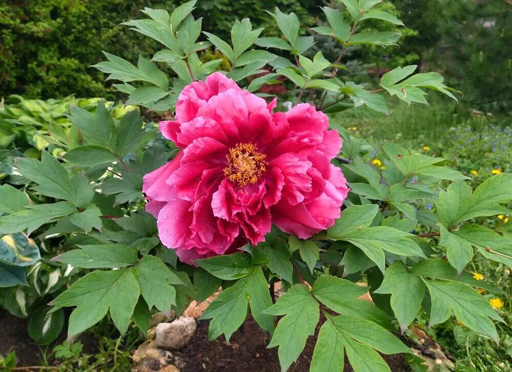 Пион король цветов фото Пион Као / Король Цветов (Paeonia Kaou / Kao / Hua wang) купить в Москве по низк