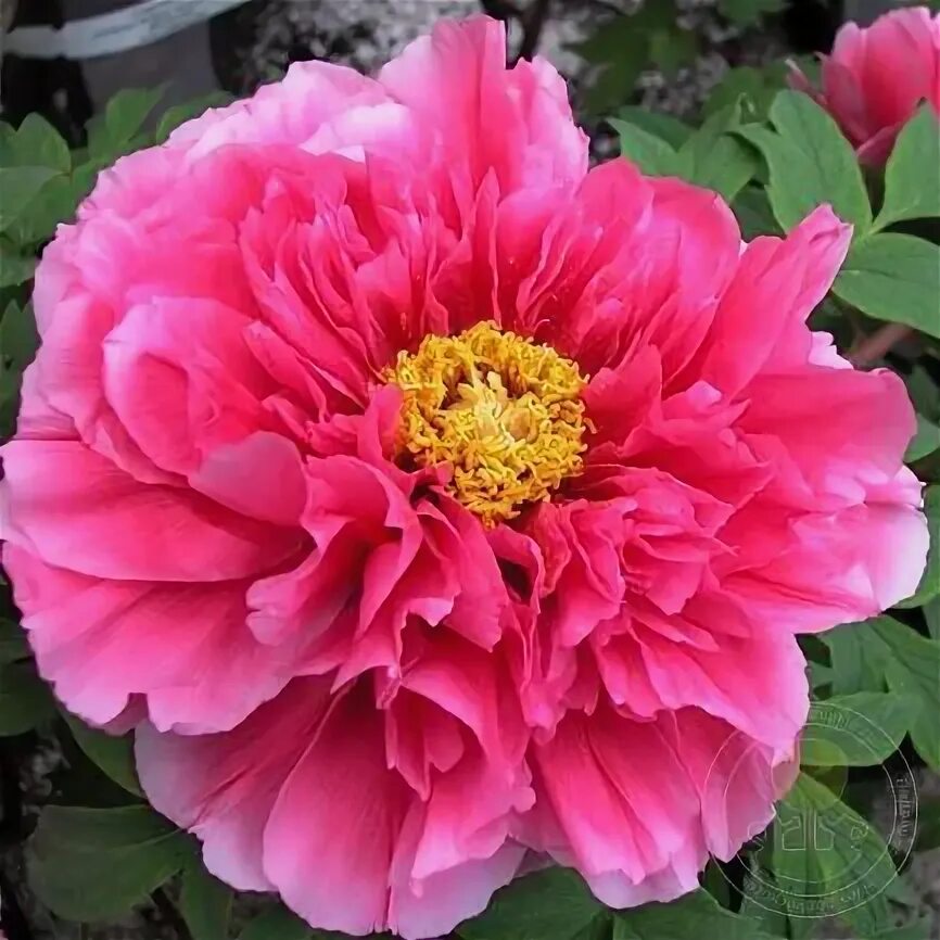 Пион король цветов фото Пион Као / Король Цветов (Paeonia Kaou / Kao / Hua wang) купить в Москве по низк
