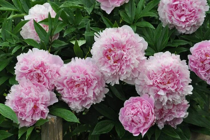 Пион королева фото peony 'Sarah Bernhardt' Peonies, Peony sarah bernhardt, Paeonia lactiflora
