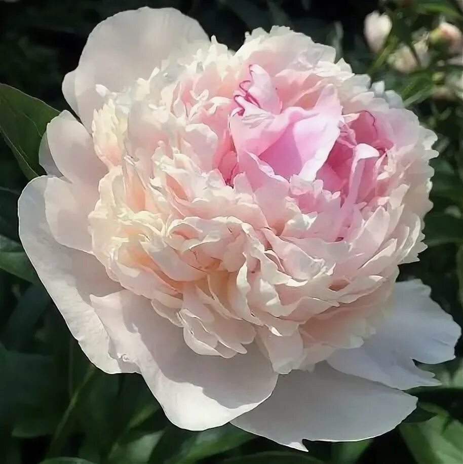 Пион королева фото Пион травянистый Blush Queen (2-4 почки) купить