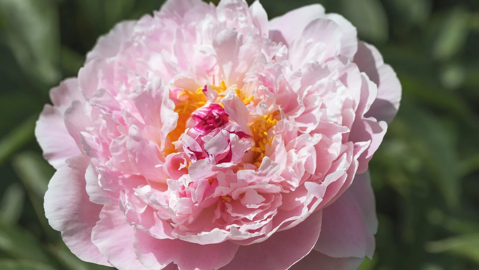 Пион королева фото 15 Plants That Produce Giant Blooms