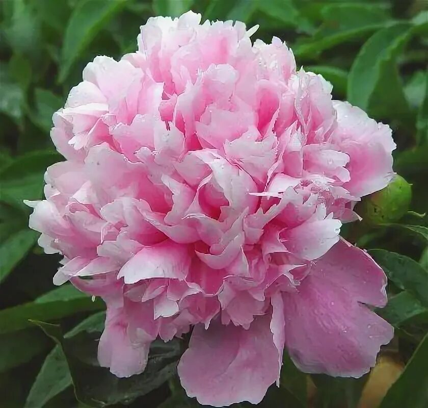 Пион королева фото I love Peonies. This one is a Elizabeth Queen of the Belgians Peonies, Peonies g
