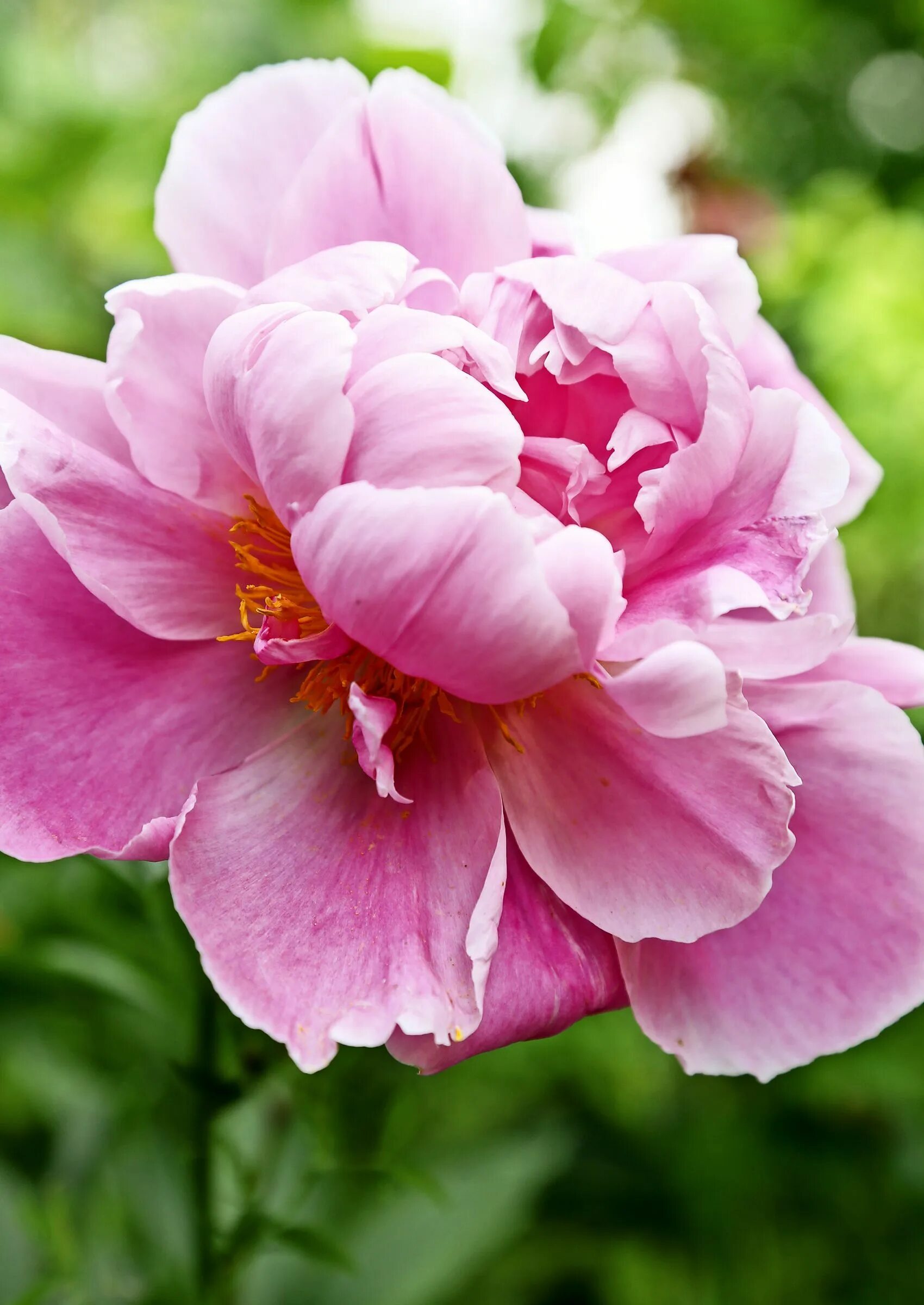 Пион королева фото 20 x hurmaavat pionilajikkeet (With images) Bloom, Flowers, Peonies