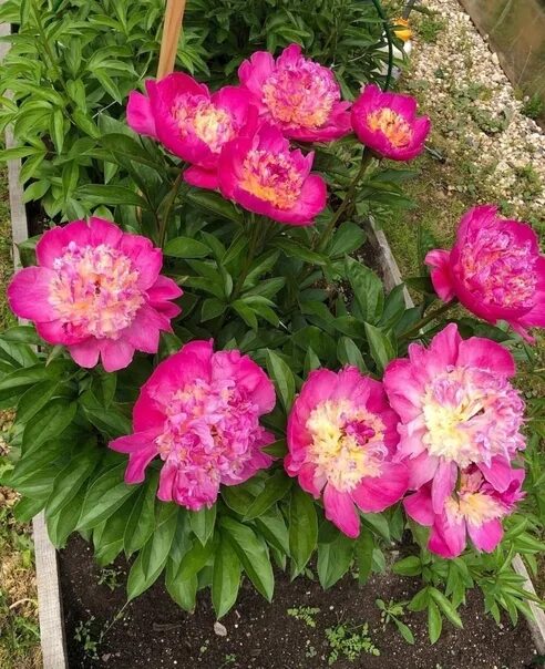 Пион королева фото Пион blush queen: найдено 87 изображений