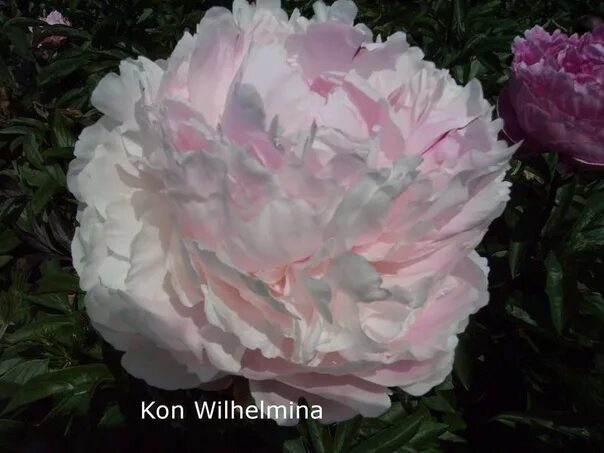 Пион королева вильгельмина фото и описание ПИОН КОНИНГИН ВИЛЬГЕЛЬМИНА KONINGIN WILHELMINA МАХРОВЫЙ бледно-перламутрово-розо