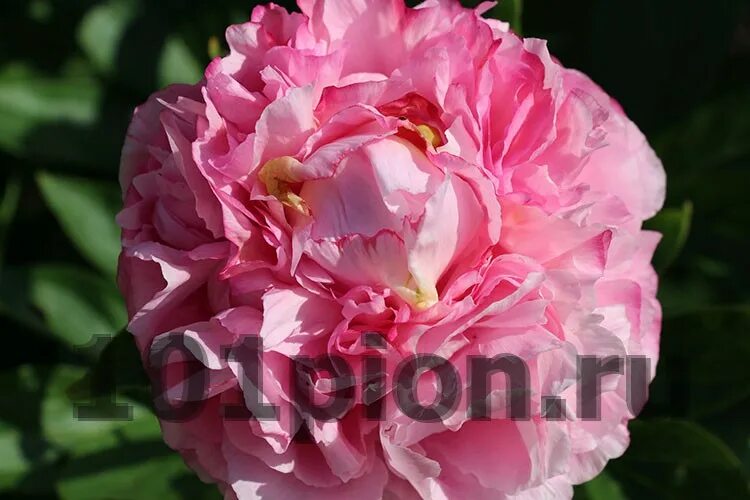 Пион коттон кэнди фото Купить пион травянистый Pink Cotton Candy / Пион Пинк коттон Кэнди в интернет-ма