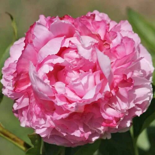 Пион коттон кэнди фото Pink Cotton Candy - Энциклопедия Пионов: Главная