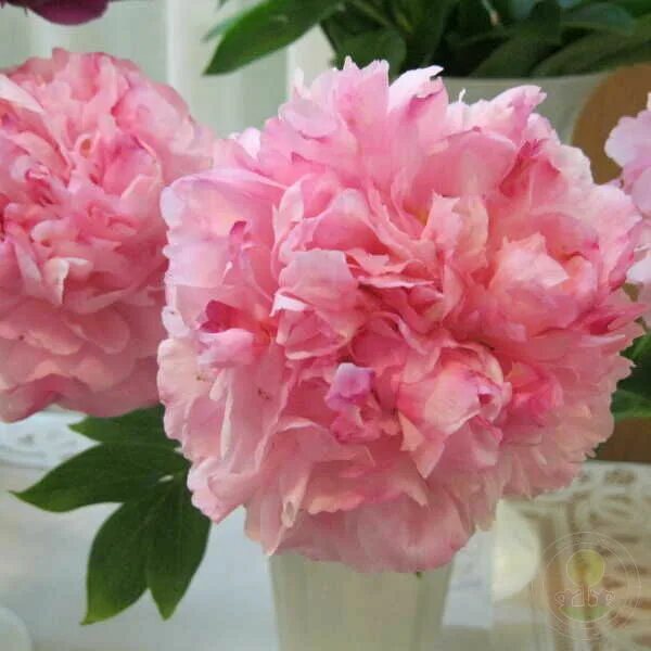 Пион коттон кэнди фото Пион Пинк Коттон Кэнди (Paeonia Pink Cotton Candy) купить в Москве по низкой цен