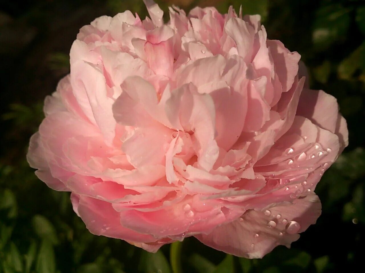 Пион коттон кэнди фото Pin on flowers Peonies garden, Pink cotton candy, Flowers