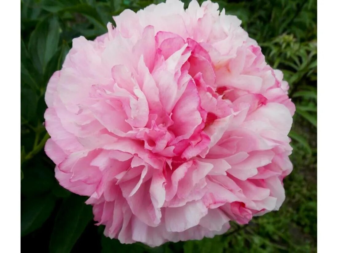 Пион коттон кэнди фото PINK COTTON CANDY
