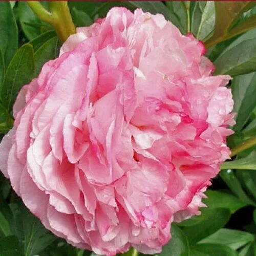 Пион коттон кэнди фото Pivoine Pink Kotton Kendi: varietes, culture et taille. Pivoine Pink Kotton Kend