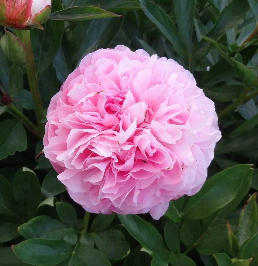 Пион коттон кэнди фото Купить Пион Молочноцветковый Cotton Candy - Пион - GardenPlants