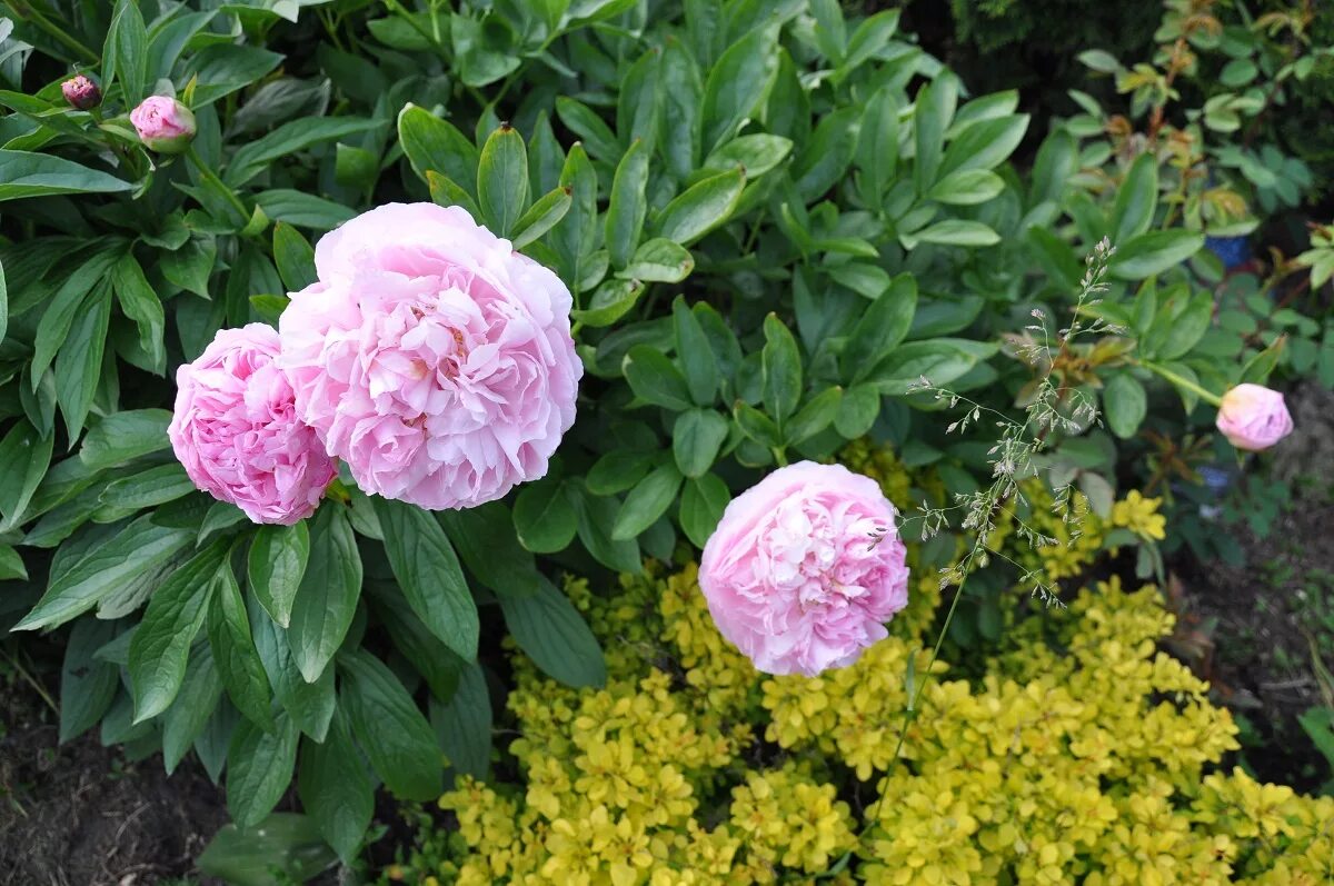 Пион коттон кэнди фото Купить Пион Pink cotton candy в Москве Greendacha