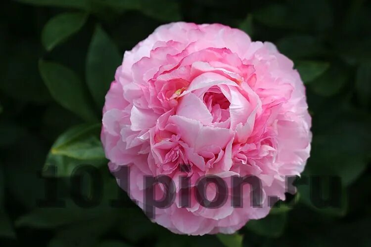 Пион коттон кэнди фото Купить пион травянистый Pink Cotton Candy / Пион Пинк коттон Кэнди в интернет-ма