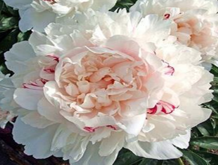 Пион коттон кэнди фото Пион Кэнди Хард (Paeonia Candy Heart). У этого великолепного сорта крупные диаме