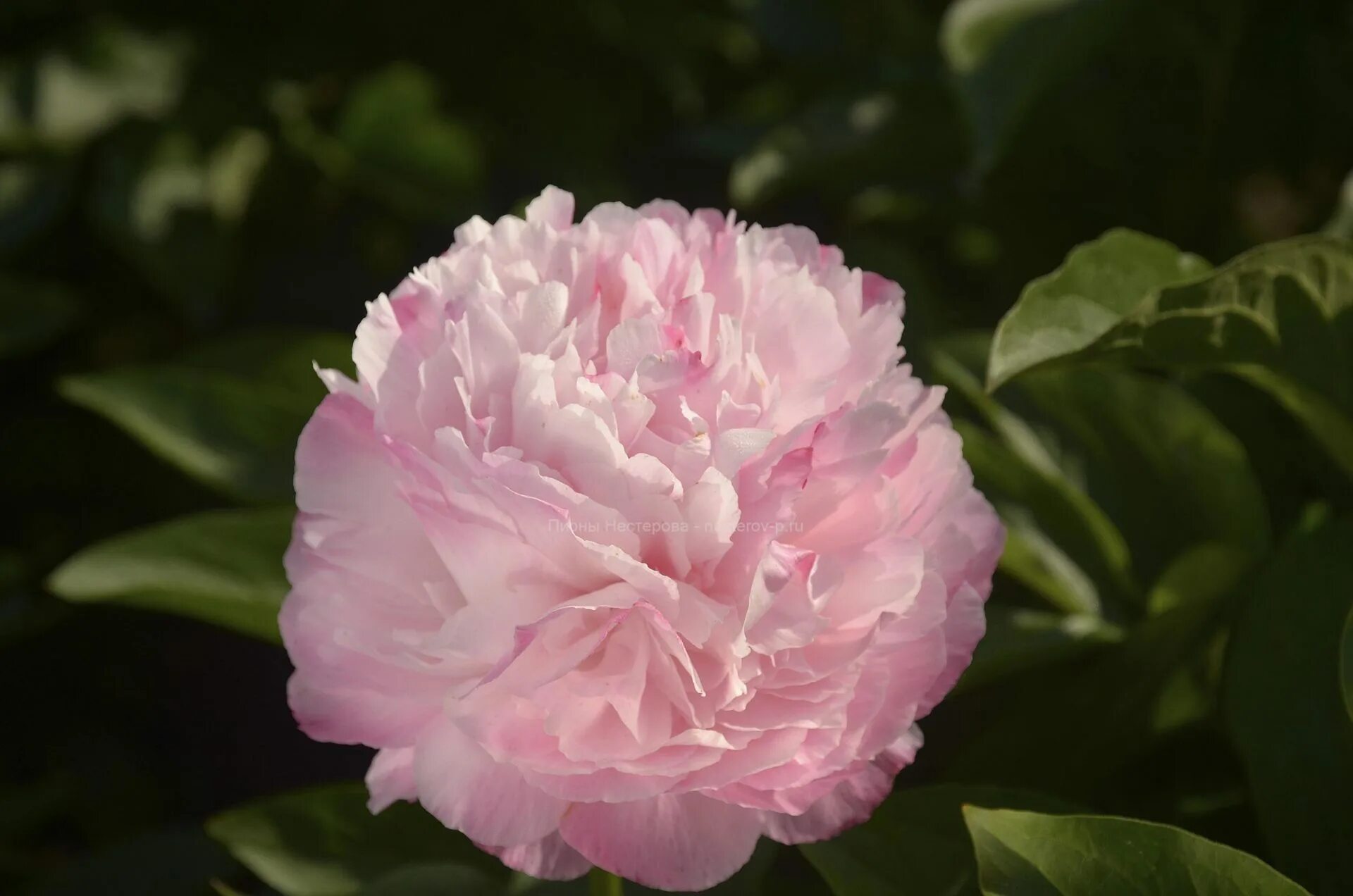 Пион коттон кэнди фото Pink Cotton Candy - Пионы Нестерова