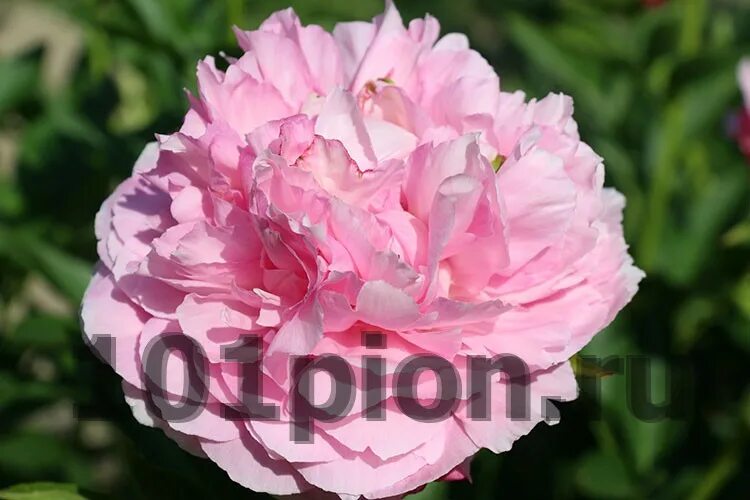 Пион коттон кэнди фото и описание Купить пион травянистый Pink Cotton Candy / Пион Пинк коттон Кэнди в интернет-ма