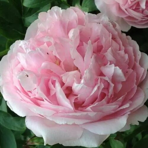 Пион коттон кэнди фото и описание Pink Cotton Candy 104-1 :: Пионы
