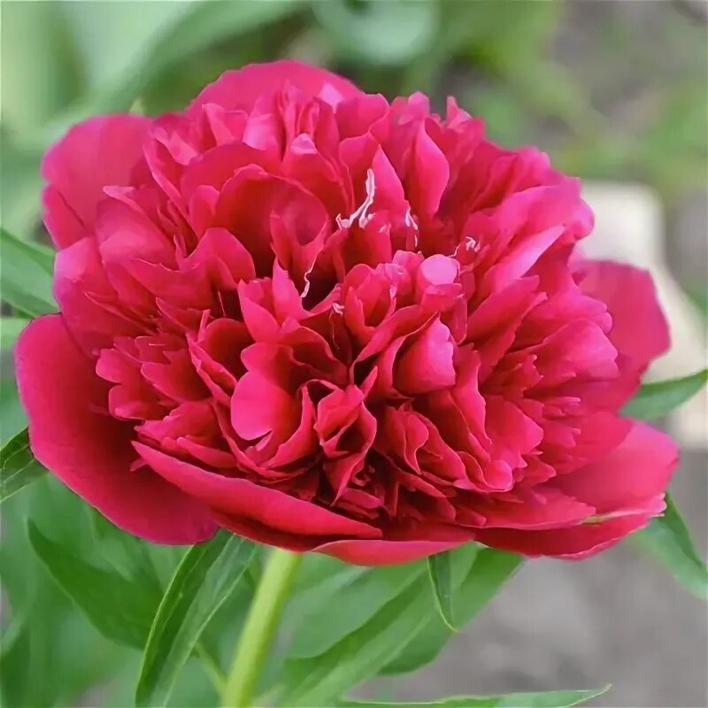 Пион красный гигант фото Пион молочноцветковый "Red Sarah Bernhardt" Ред Сара Бернар купить в питомнике р