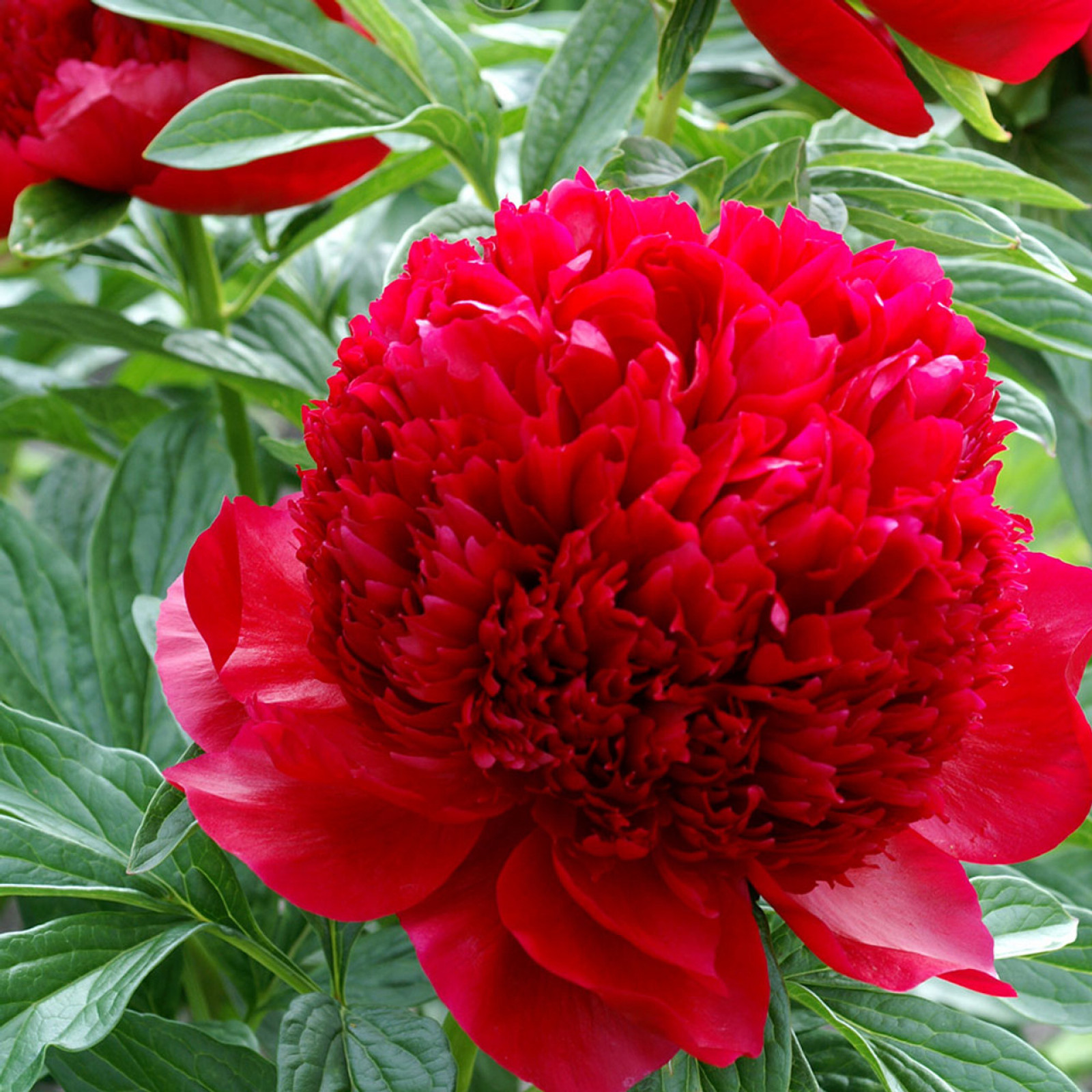 Пион красный гигант фото Paeonia patio "Red" - Rasadnik "Jelena"