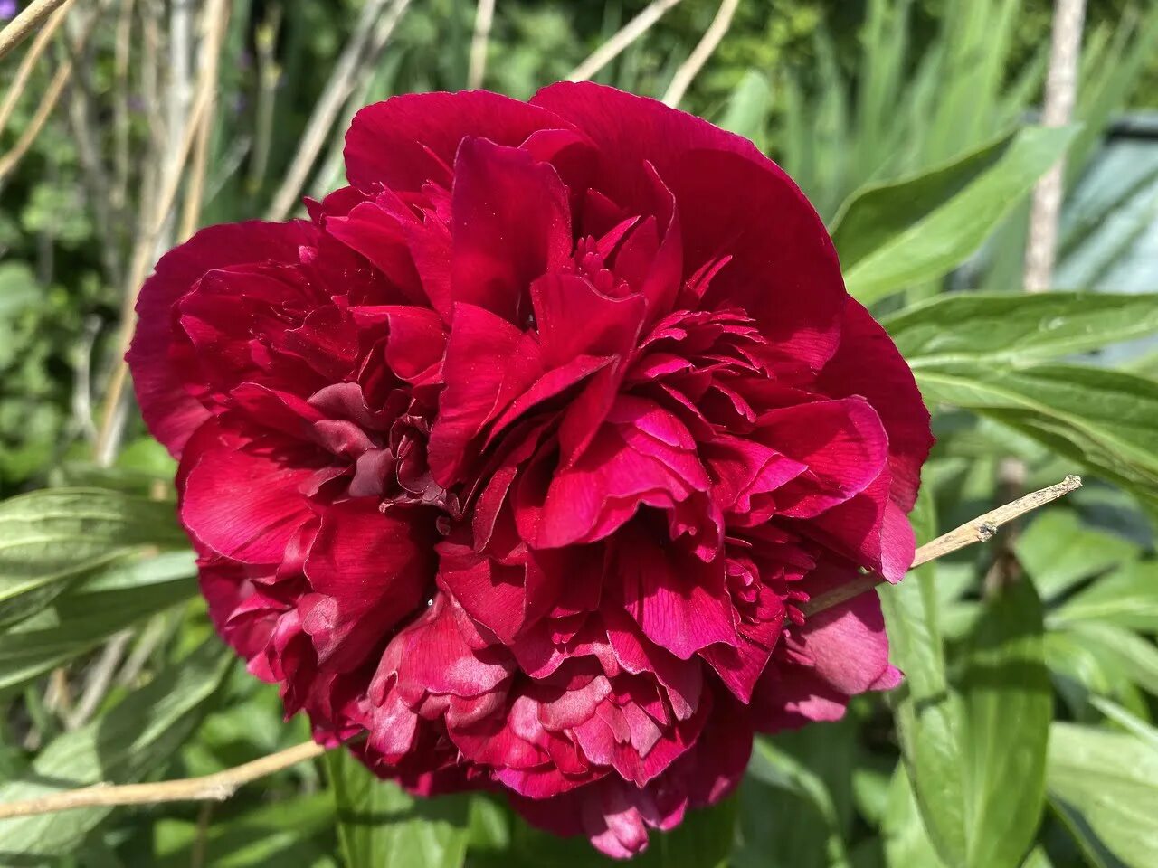 Пион красный гигант фото Bunga Peony (牡 丹 花) Lambang Keberuntungan Dan Kebahagiaan " Flora & Fauna " Tion