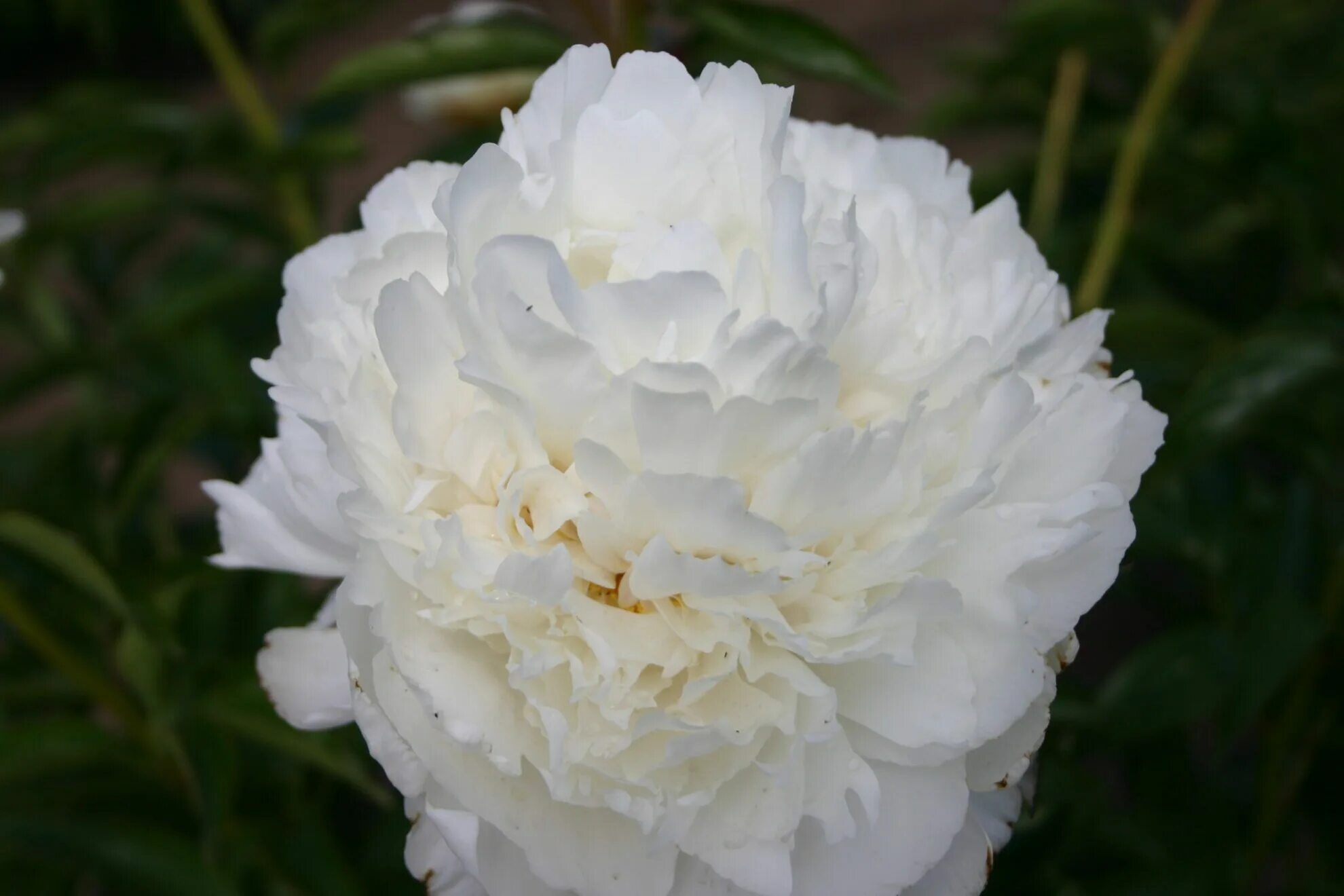 Пион крем пафф фото и описание сорта Marshmallow Puff - Parkland Peonies