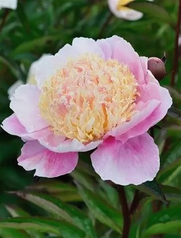 Пион крем пафф фото и описание сорта Peony 'Cream Puff' Most beautiful flowers, Peonies, Beautiful flowers