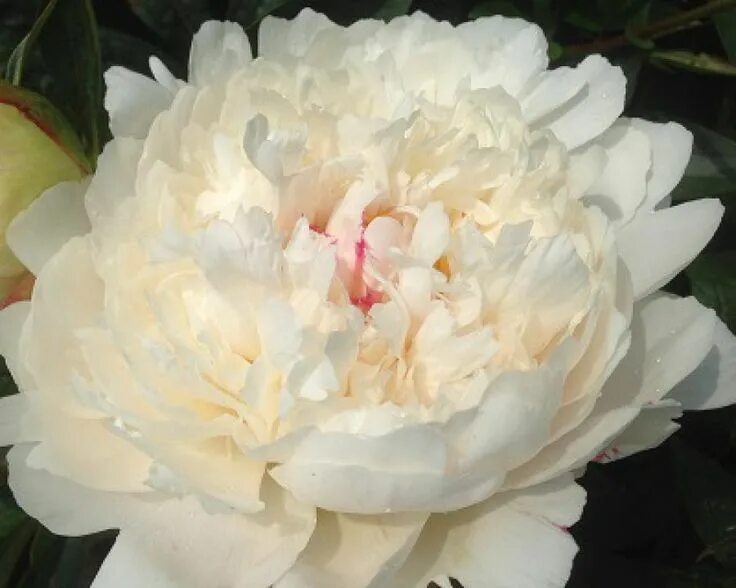 Пион крем пафф фото и описание сорта Festiva powder puff Peonies, Flowers, Beautiful flowers
