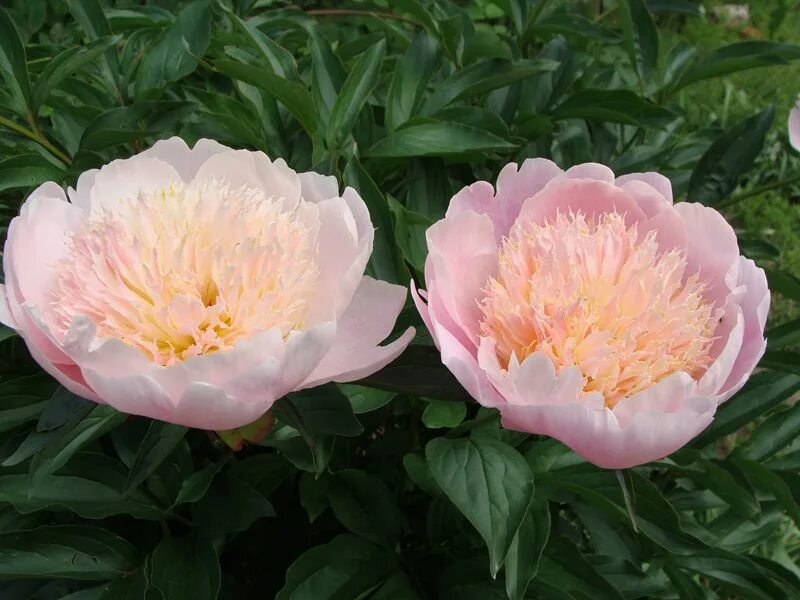 Пион крем пафф фото и описание сорта Pin by Dana Tlapáková on bijūnai Peonies, Flowers, English garden