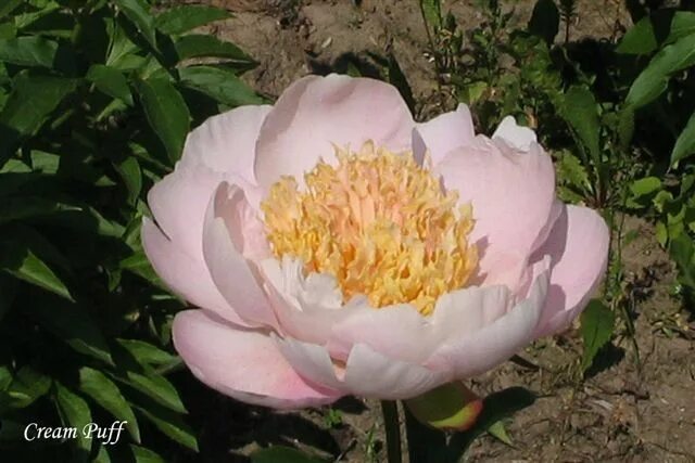 Пион крем пафф фото и описание сорта Pin by Feechka on Peonies Flowers, Peonies, Plants