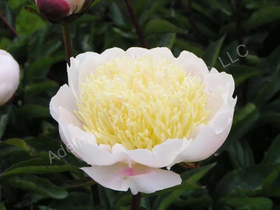 Пион крем пафф фото и описание сорта The Cream Puff Peony Adelman Peony Gardens