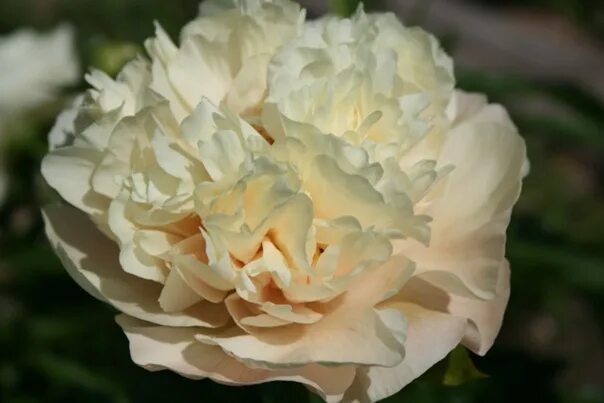 Пион крем пафф фото и описание сорта Пион Пич энд Крим НовинкаPaeonia Peach and Cream (персики и сливки) 2-3 почки480