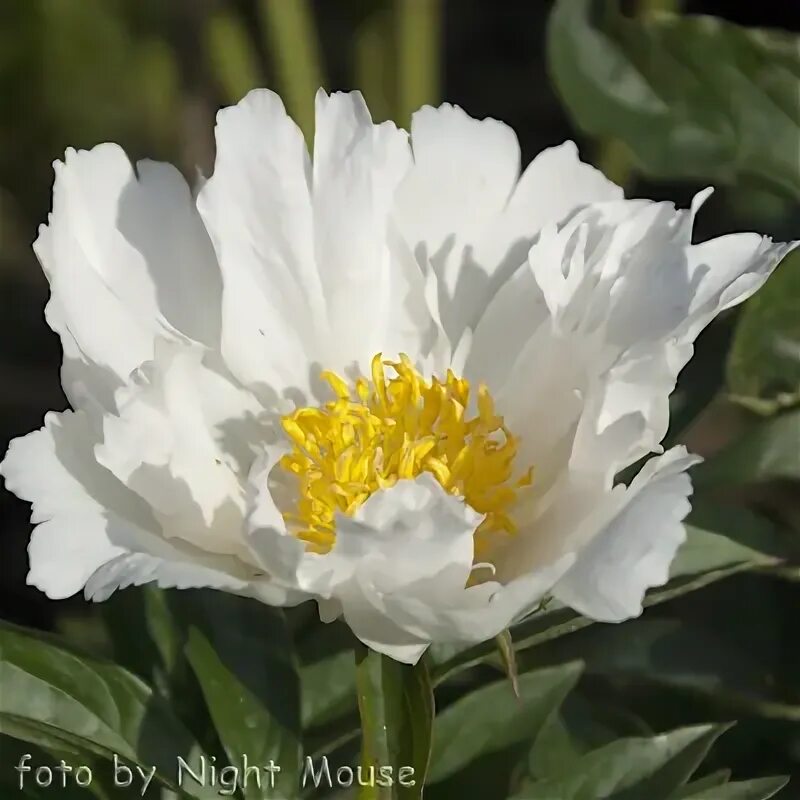 Пион кринклед уайт фото mnogoletnik.com - Paeonia Krinkled White - Пион Кринклед Вайт