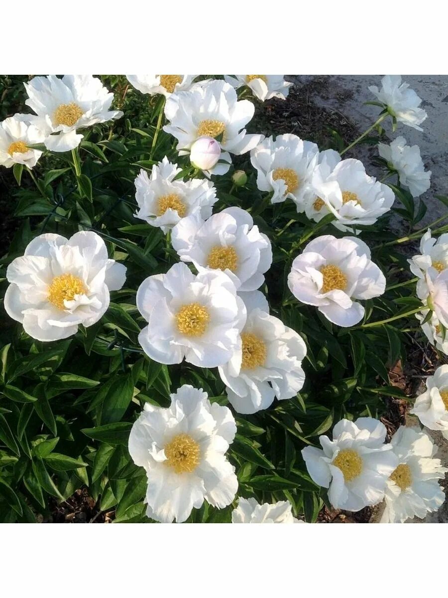 Пион кринклед уайт фото Пион Кринклед Уайт iKodolovGarden 123573351 купить в интернет-магазине Wildberri