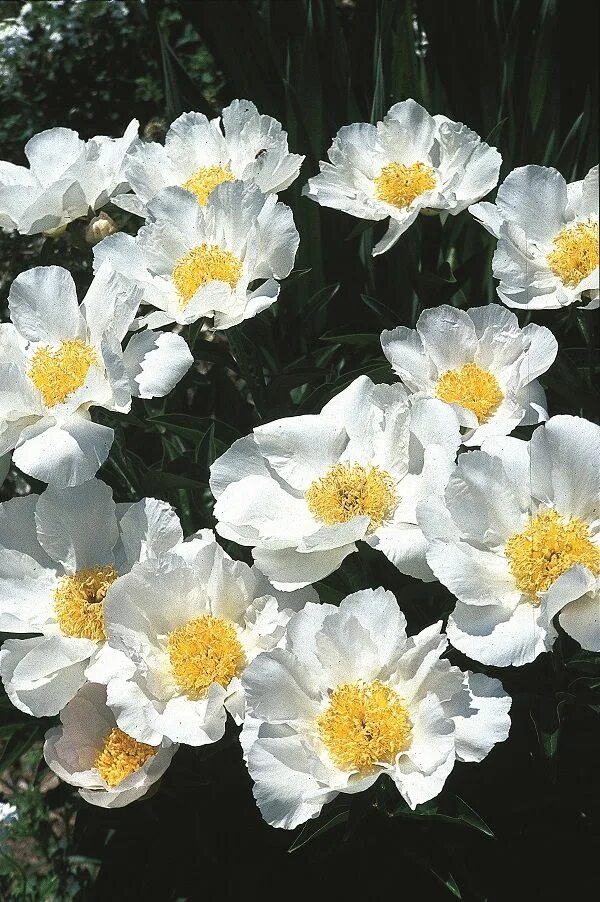 Пион кринклед уайт фото Paeonia Krinkled White Planting peonies, Peonies for sale, Paeonia lactiflora
