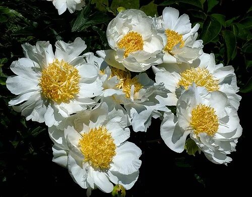 Пион кринклед уайт фото Paeonia Krinkled White Peonies, Plants, Flowers