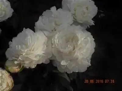 Пион кундред фото и описание Gallery.ru / eliza5 - Альбом "2016 Пионы"
