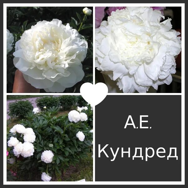 Пион кундред фото и описание Пион А.Е. Кундред 3-5 почек Цена 1700 руб Все вопросы в личном сообщении https:/