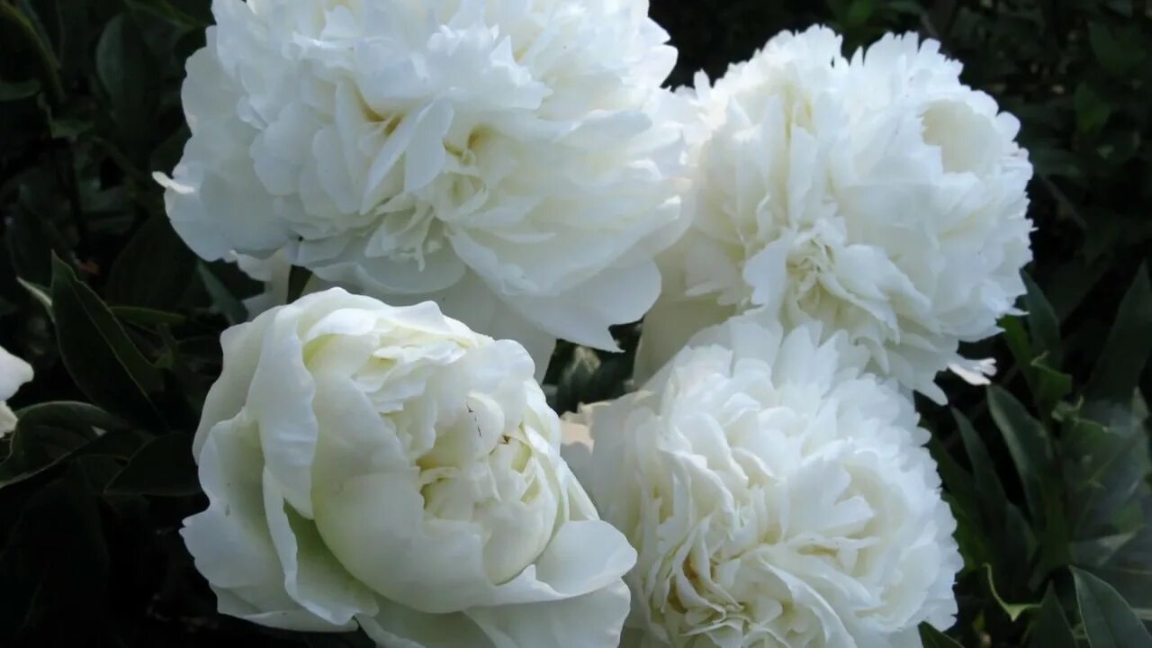 Пион кундред фото и описание Peony A.E. Kundred / Пион А.Е. Кундред. - YouTube