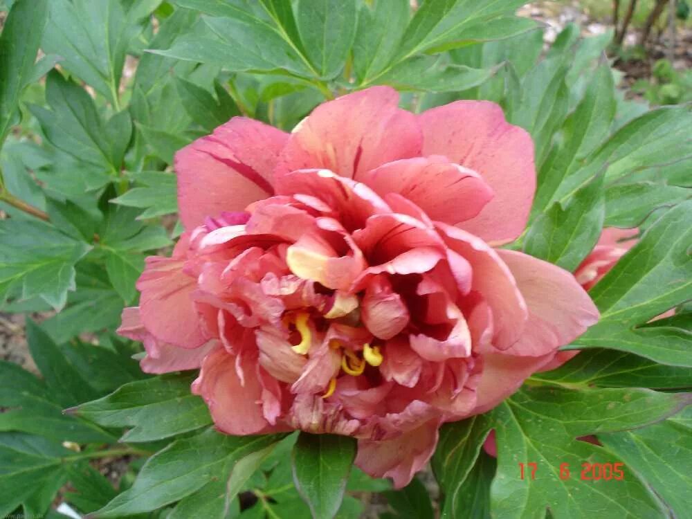 Пион купер кеттл фото и описание Web Project Paeonia - copper_kettle1