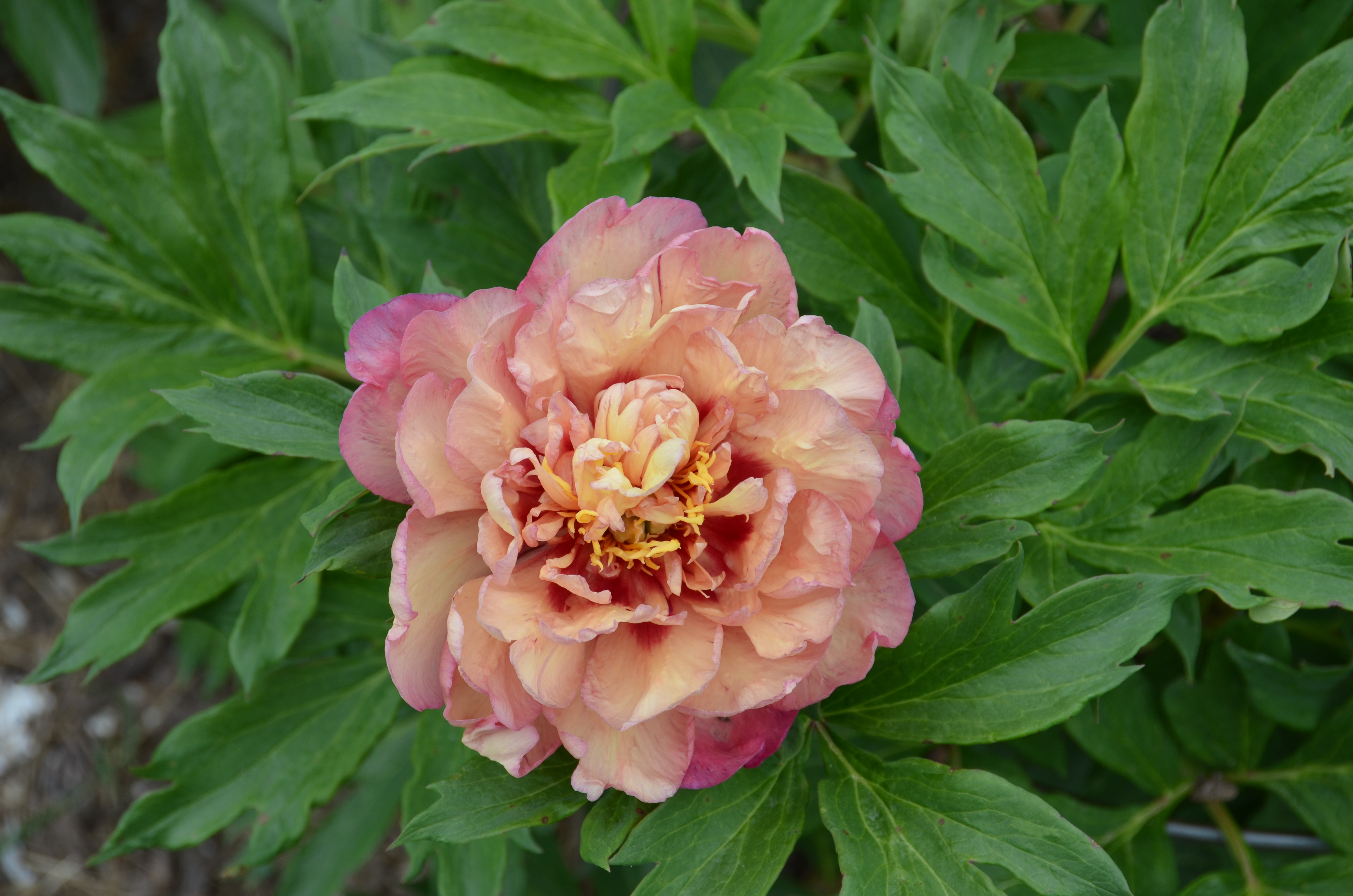 Пион купер кеттл фото и описание File:Paeonia 'Kopper Kettle' 5 2021 Itoh- (51207592803).jpg - Wikimedia Commons