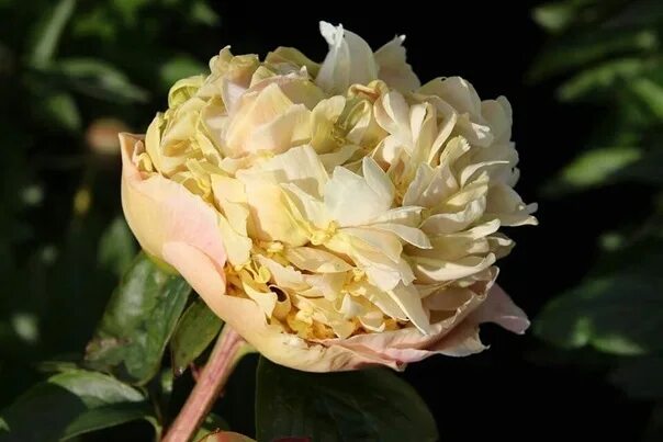 Пион квитцин фото и описание Пион Квитцин Paeonia Quitzin Fawkner, 2001, Швеция Совершенно необычный пион. Ги